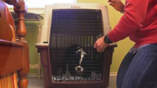 Staging Tips: Showing A Home With Pets