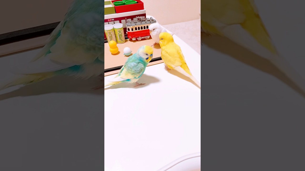いんこさん いんこBOKのおやつ争奪戦セキセイインコ𓅫らぶまるここ‼️ - YouTube