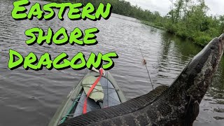 Snake head fishing marylands eastern shore   in  tough conditions