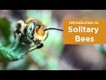 Introduction to Solitary Bees