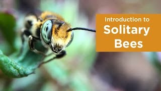 Introduction to Solitary Bees