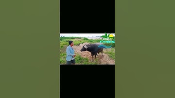 CON TRÂU CỒN CHÂU MA