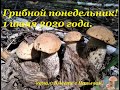 Грибной понедельник! 1 июня 2020 года