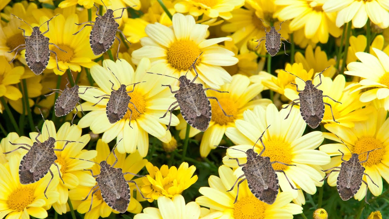 How To Get Rid Of Stink Bugs The Grumpy Gardener Youtube
