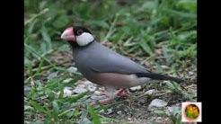 MASTERAN Burung GELATIK JAWA Loop - Durasi: 32:18. MASTERAN Burung GELATIK JAWA Loop - Durasi: 32:18.