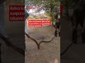 Thaimaalaisperheen vessasta löytyi jättimäinen kuningaskobra #iltalehti #uutiset