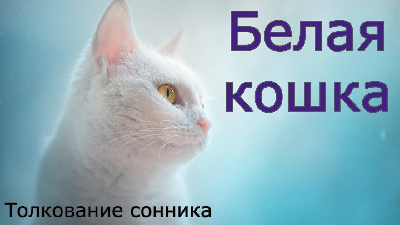 Белая кошка - толкование сонника