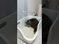 夏は壁にピターっと🤣 #猫 #ねこ #猫動画 #ねこ動画 #猫あるある #猫好きさんと繋がりたい #猫のいる暮らし #猫のいる生活 #猫ミーム #猫好き