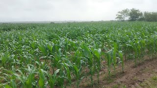 EL NIÑO O FENÔMENO QUE ESTÁ AMEDRONTANDO O SERTANEJO