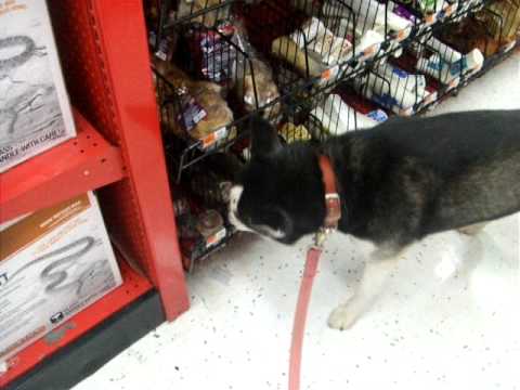 Angel Sniff Shops at Petco