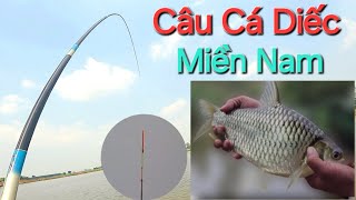 Câu Đài Tự Nhiên ,Câu Cá Diếc Miền Nam ,Cá Mè Vinh Mè Dãnh ,tilapia fhishing /p208