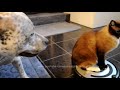 Roomba Cat swats Dog pit bull Sharky