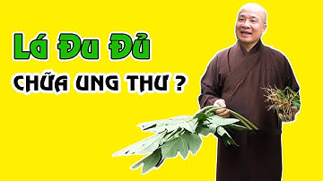 Lá Đu Đủ Có Tác Dụng Gì ? Có Chữa Được Ung Thư Thật Hay Không ?
