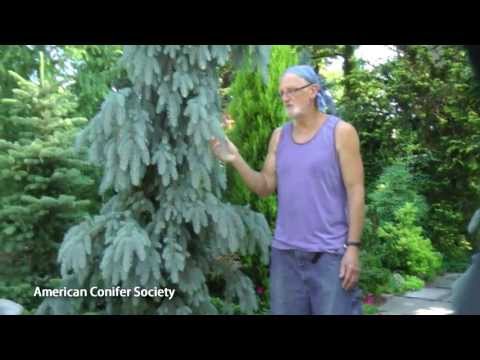 Video: Weeping Spruce (24 Foto): Deskripsi Varietas 