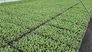 406구 복합내병계 고추  가식모종 판매합니다. (현장방문 및 용달화물만 가능합니다) 7월명품,올복합,칼탄킹,순한칼탄,칼탄패스,왕조,초특급,7월대작