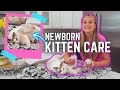 Taking care of new born kittens  cute baby ragdolls