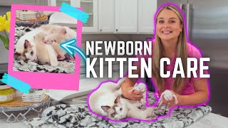 Taking care of New Born Kittens? | Cute baby Ragdolls by Doctor Lindsay Butzer DVM 437 views 2 months ago 7 minutes, 9 seconds
