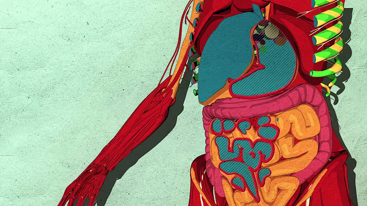 How sugar affects the brain   Nicole Avena