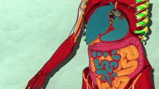 How sugar affects the brain   Nicole Avena