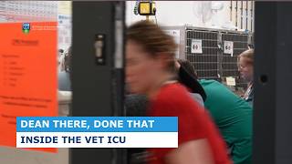Inside The Vet Icu Dean There, Done That