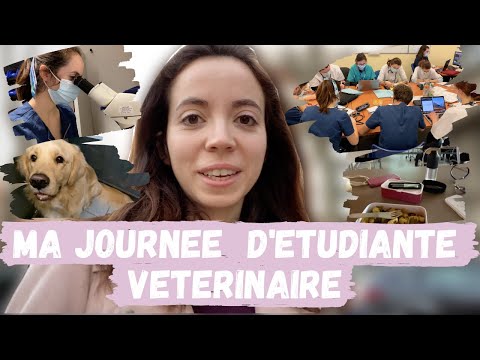 Vidéo: Où Aller Pour étudier En Tant Que Vétérinaire