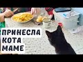 Беларусь/Прогулка котика к родителям