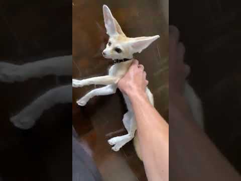 Cleaning the Hardwood