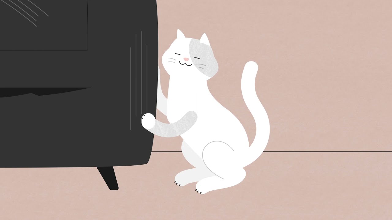 Declawing Your Cat: The Reality & Alternatives - Bayside Animal Hospital