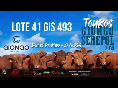 LOTE 41 GIS 493