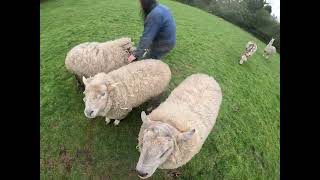 Morning Sheep Time 27 Apr 2024