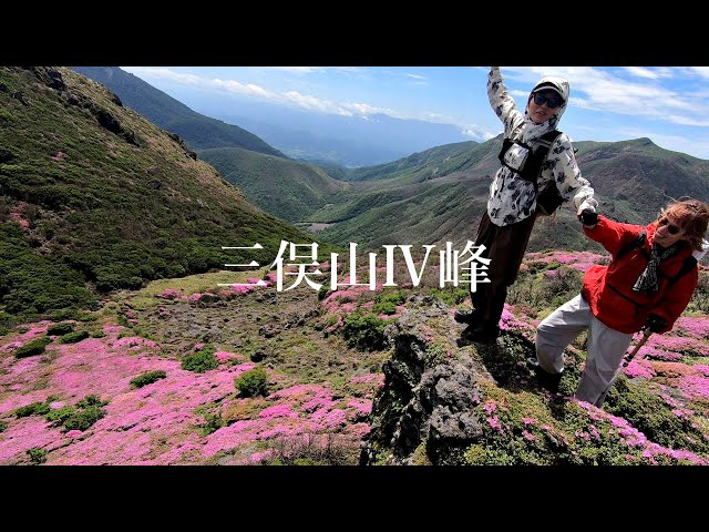 山採り　マユミ Mimatayama] Introducing the hidden gem of Miyamakirishi on the
