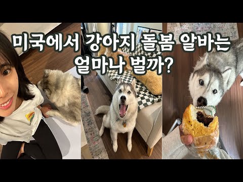 강아지 돌봄 알바하기! | 5박 6일동안 허스키를 집에서 돌보았다 | 미국일상 브이로그
