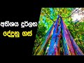 මේ ලෝකෙ තියනවා කියලා හිතාගන්නවත් බැරි ගස් 10ක් මෙන්න. | Unbelievable Trees on earth ‍| Sinhala