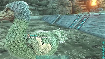 Dodo Hatching and Mutations!! (Ark Survival)