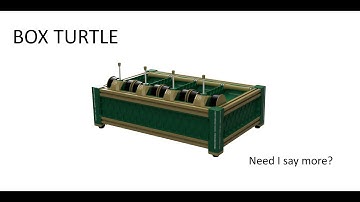 Box Turtle Part 1