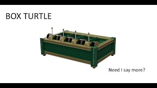 Box Turtle Part 1