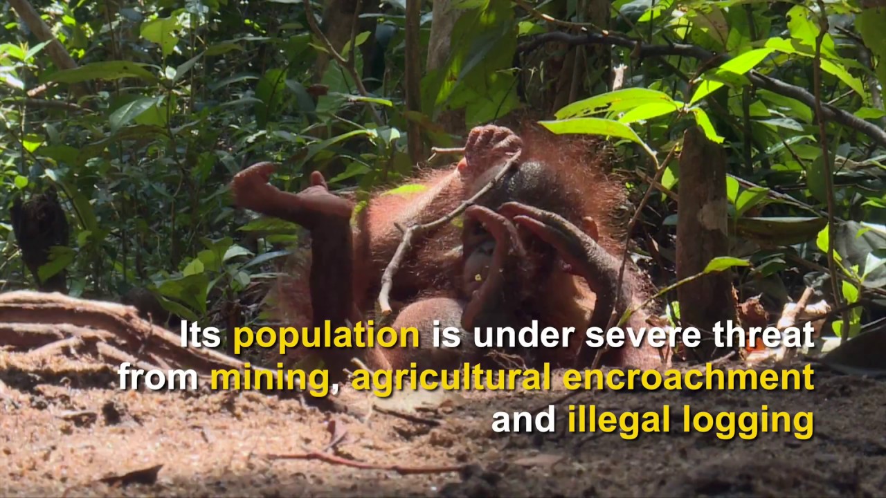 Newest species of orangutan in North Sumatra are facing extinction