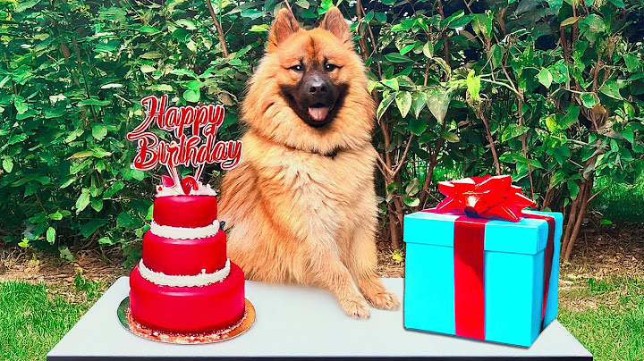 IL PRIMO COMPLEANNO DEL NOSTRO CANE - GLI PREPARIAMO UNA TORTA!!