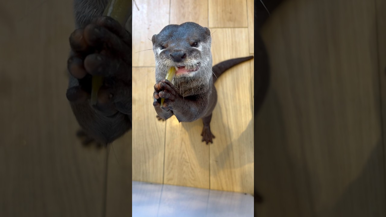 お魚おいしいね😋 #カワウソ #otter #癒し