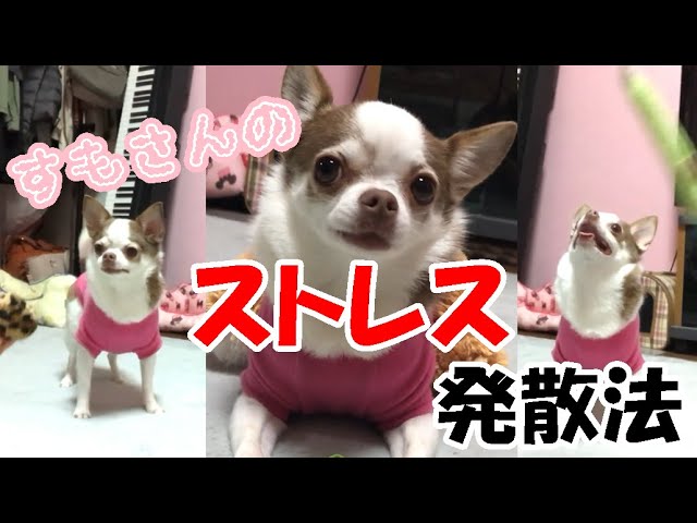 うちの子のストレス発散法はこれっ 犬 チワワ Youtube