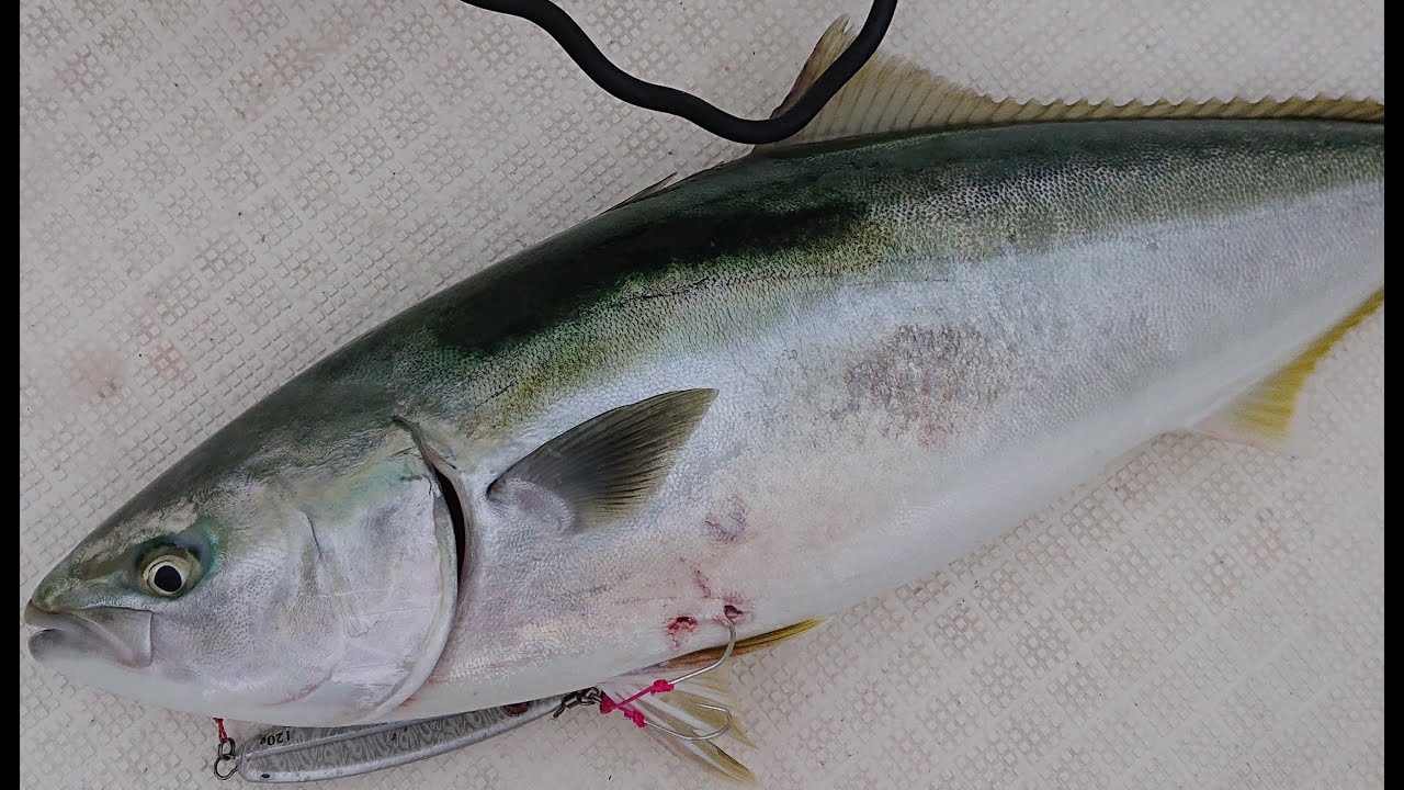 電動スロージギングで青物を釣りに行こう Youtube