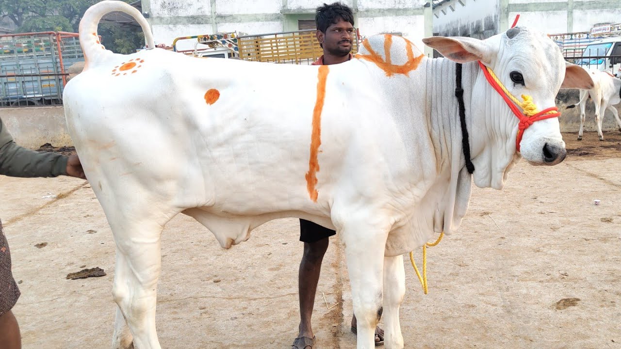 28/12/25 కోదాడ కోడె దూడల సంత 