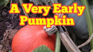 Early Uchiki Kuri Pumpkin| First Pumpkin Of 2017 In August