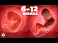 Pregnancy week by week 6 12  first trimester pregnancy  pregnancy  baby in womb