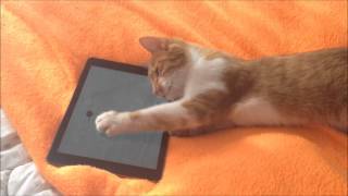 Кошка ловит мышку на экране планшета. Cat's trying to catch a mouse on ipad's screen. screenshot 4