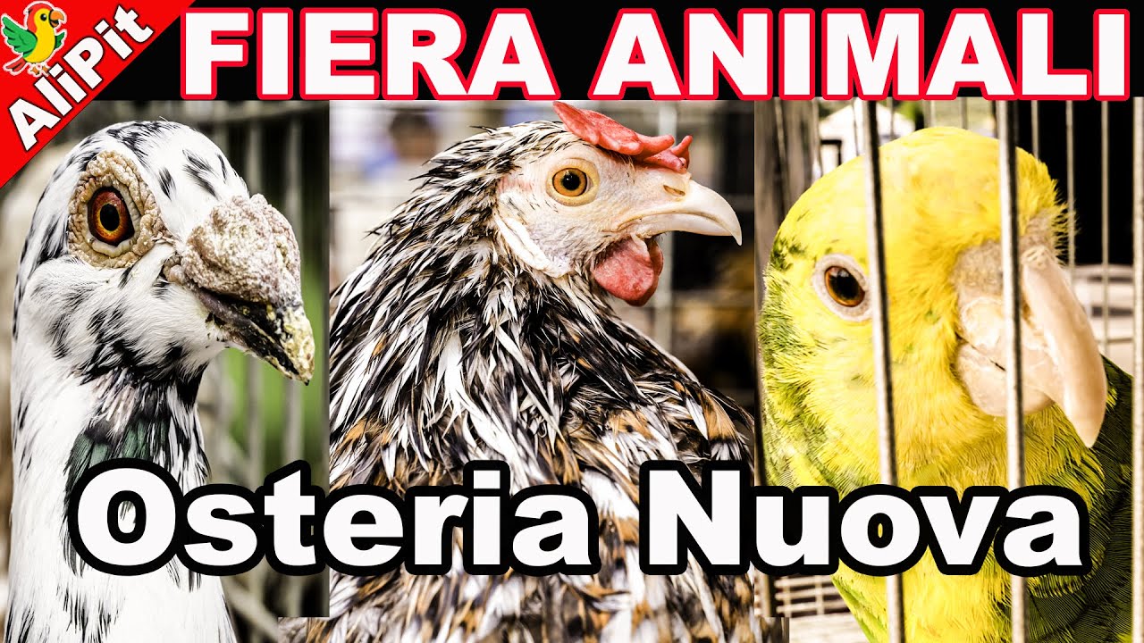 Fiera e Mercatino di Animali a Osteria Nuova 2025  Galline, Pappagalli, Conigli e Altri Animali