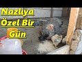 Meydan Nazlıya ve CivCivlere Kaldı.!/#Tekirdağ/#Süleymanpaşa/#Tavuk