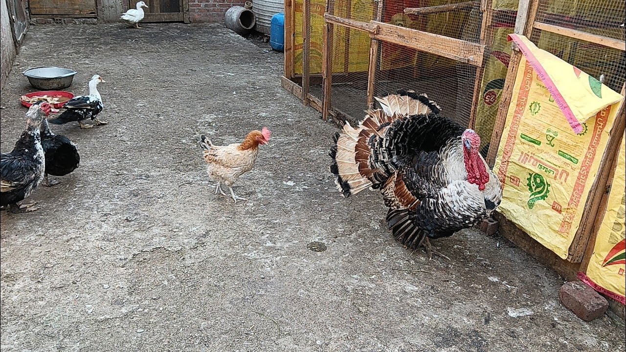 # اتهد حيلى وانا صايمه بس هعمل ايه 😭السطح فاضي كل الطيور ماتت 😭