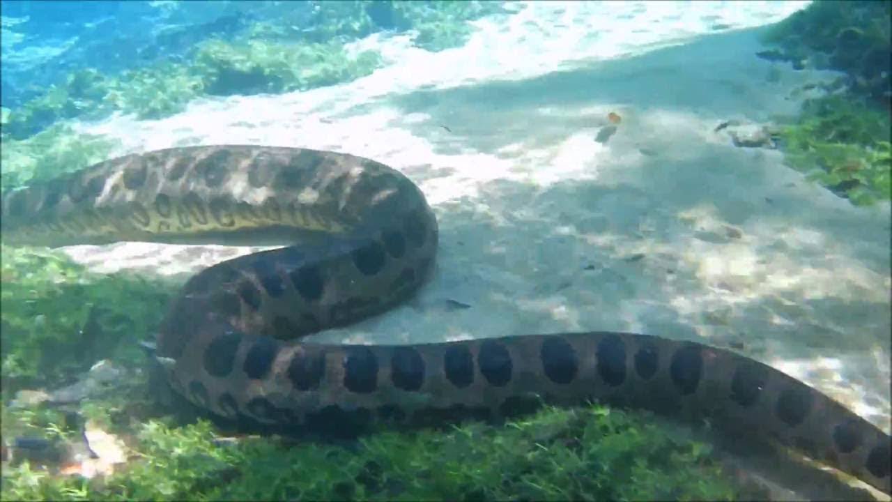 FLUTUAÇÃO NO AQUARIO NATURAL BONITO-MS, MUITO DOURADOS E PIRAPUTANGAS.