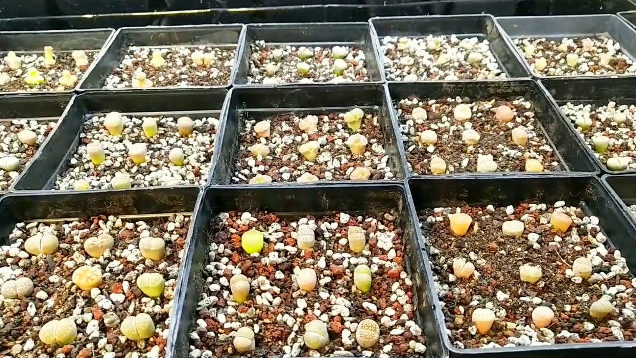 Repot Lithops Repotting Lithops Seedlings - YouTube
